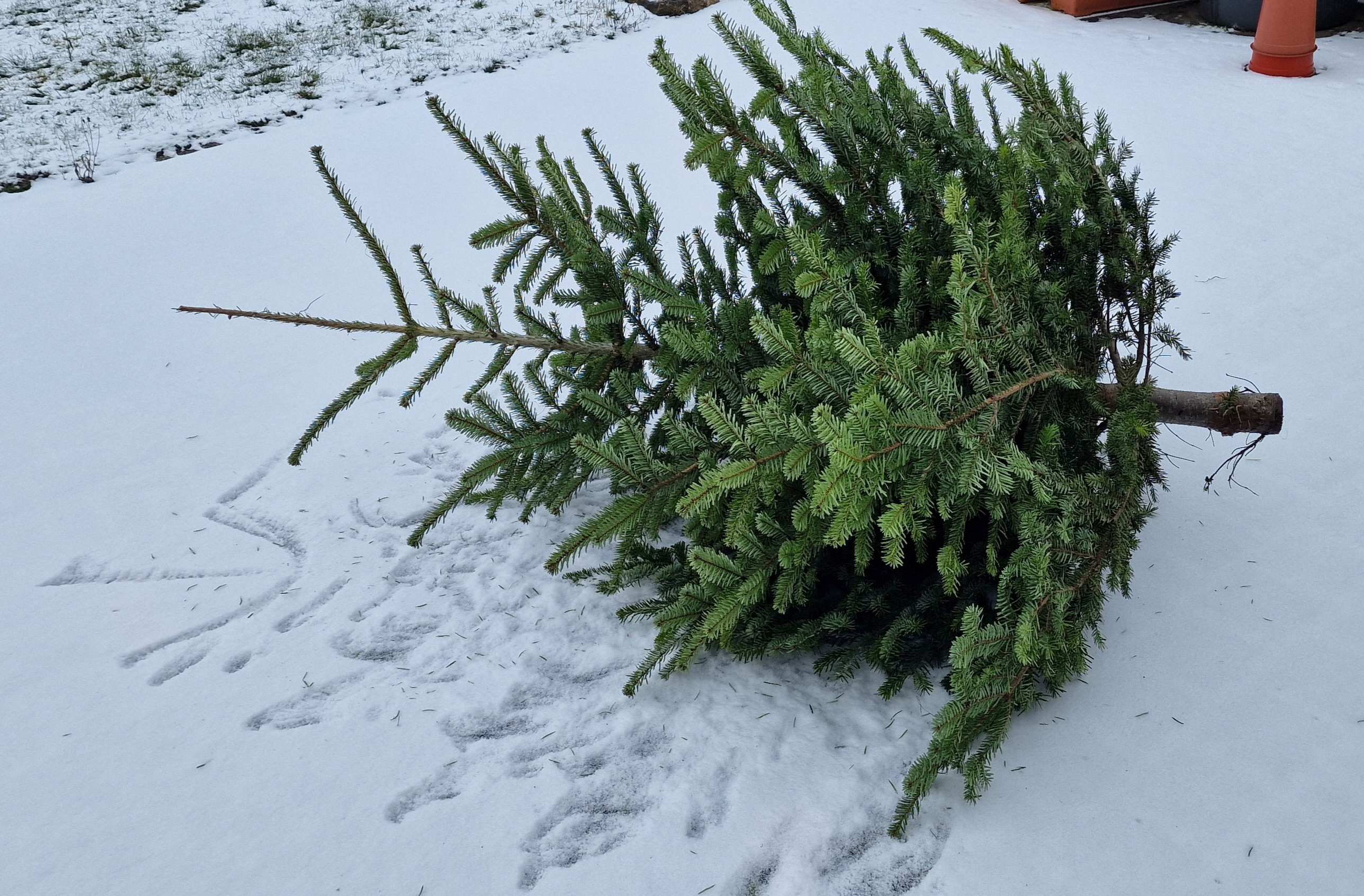 2025 Weihnachtsbaum alt